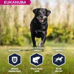 Eukanuba Breed Specific Labrador Retriever -EUKANUBA Winkel lm 1127f6ffaa6bb0b408017b62254211691b51641825891