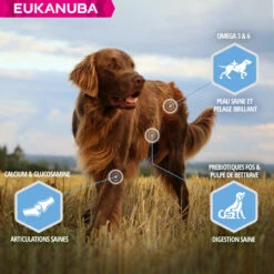 Eukanuba Daily Care Adult Weight Control Voor Grote Honden Met Overgewicht 6 Eukanuba Daily Care Adult Weight Control Voor Grote Honden Met Overgewicht -EUKANUBA Winkel lm 116512bd43d9caa6e02c990b0a82652dca1641824510