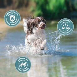 Eukanuba Active Adult Medium Breed -EUKANUBA Winkel lm 117eb160de1de89d9058fcb0b968dbbbd681641821805