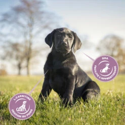 Eukanuba Growing Puppy Large Breed 8 Eukanuba Growing Puppy Large Breed -EUKANUBA Winkel lm 129d1f491a404d6854880943e5c3cd9ca251641822627