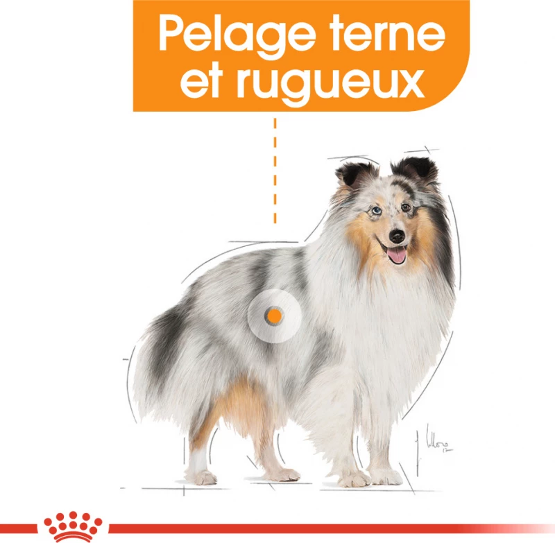 Royal Canin Coat Care Natvoer In Mousse 3 Royal Canin Coat Care Natvoer In Mousse - Afbeelding 3