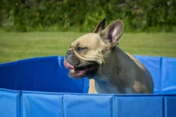 Groot Hondenzwembad ZOLIA OCEADOG 120cm 11 Groot Hondenzwembad ZOLIA OCEADOG 120cm -EUKANUBA Winkel lm 2450266e33d3f546cb5436a10798e657d971497536610