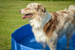 Groot Hondenzwembad ZOLIA OCEADOG 120cm 12 Groot Hondenzwembad ZOLIA OCEADOG 120cm -EUKANUBA Winkel lm 248621bf66ddb7c962aa0d22ac97d69b7931497536760