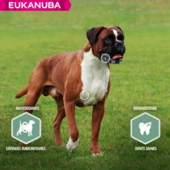 Eukanuba Daily Care Sensitive Joints -EUKANUBA Winkel lm 2506c9882bbac1c7093bd250418812776581641825039