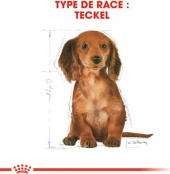 Royal Canin Breed Teckel Junior -EUKANUBA Winkel lm 258502e4a16930e414107ee22b6198c578f1598437228