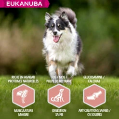 Eukanuba Mature & Senior All Breeds 8 Eukanuba Mature & Senior All Breeds -EUKANUBA Winkel lm 379a02ffd91ece5e7efeb46db8f10a740591604655403