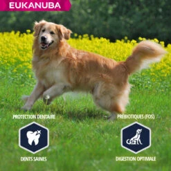 Eukanuba Breed Specific Golden Retriever -EUKANUBA Winkel lm 37a5bfc9e07964f8dddeb95fc584cd965d1641827293