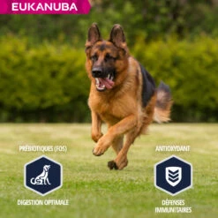 Eukanuba Breed Specific Duitse Herder -EUKANUBA Winkel lm 389c86a7ee3d8ef0b551ed58e354a836f2b1641826590