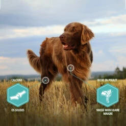 Eukanuba Daily Care Sensitive Digestion -EUKANUBA Winkel lm 401816b112c6105b3ebd537828a39af48181641824359