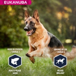 Eukanuba Breed Specific Duitse Herder -EUKANUBA Winkel lm 520cf67355a3333e6e143439161adc2d82e1641826705