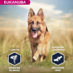 Eukanuba Breed Specific Duitse Herder -EUKANUBA Winkel lm 52253fde96fcc4b4ce72d7739202324cd491641826525