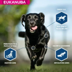 Eukanuba Daily Care -EUKANUBA Winkel lm 5375ea1649a31336092c05438df996a3e591641823782