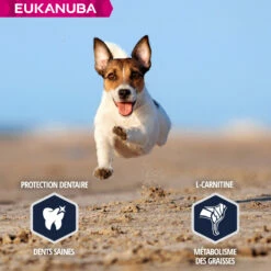Eukanuba Breed Specific Jack Russell Terrier -EUKANUBA Winkel lm 579258be18e31c8188555c2ff05b4d542c31641826225