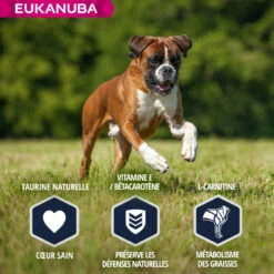 Eukanuba Breed Specific Boxer -EUKANUBA Winkel lm 59504ecb1fa28506ccb6f72b12c0245ddbc1641827983