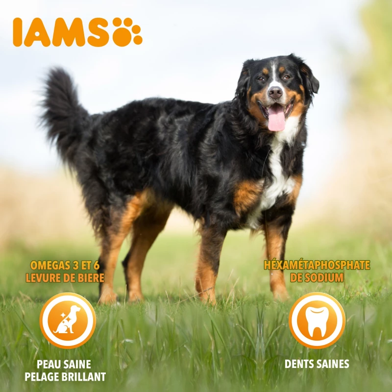 Iams Vitality Dog Senior, Met Kip 6 Iams Vitality Dog Senior, Met Kip - Afbeelding 6
