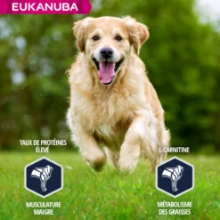Eukanuba Breed Specific Golden Retriever -EUKANUBA Winkel lm 663295c76acbf4caaed33c36b1b5fc2cb11641827278