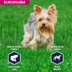 Eukanuba Breed Specific Yorkshire Terrier -EUKANUBA Winkel lm 72582f2b308c3b01637c607ce05f52a2fed1641825437