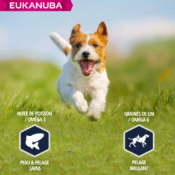 Eukanuba Breed Specific Jack Russell Terrier -EUKANUBA Winkel lm 81731839b036f63806cba3f47b93af8ccb51641826272