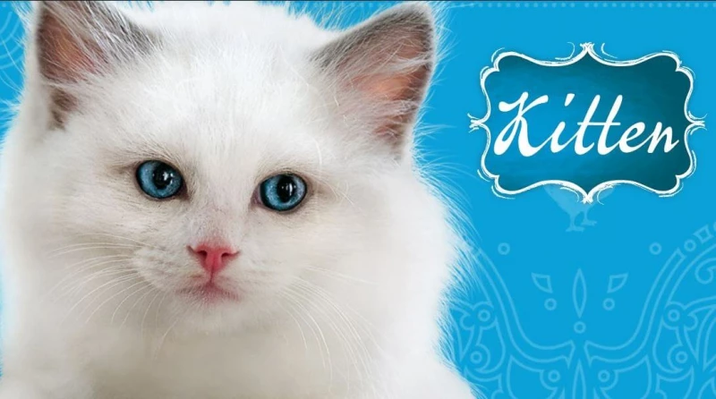 Leonardo Kitten Met Kip Voor Katjes 2 Leonardo Kitten Met Kip Voor Katjes - Afbeelding 2