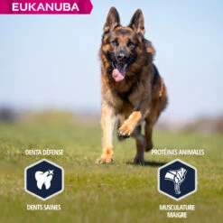 Eukanuba Breed Specific Duitse Herder -EUKANUBA Winkel lm 84684f7e69969dea92a925508f7c1f9579a1641826650