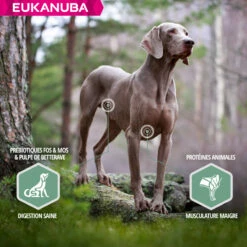 Eukanuba Daily Care Sensitive Joints -EUKANUBA Winkel lm 8592a084e55c87b1ebcdaad1f62fdbbac8e1641825006