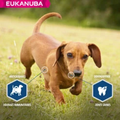 Eukanuba Daily Care -EUKANUBA Winkel lm 882a38a4a9316c49e5a833517c45d310701641823835