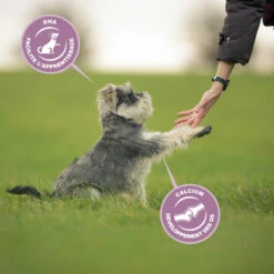 Eukanuba Growing Puppy Medium Breed -EUKANUBA Winkel lm 891cfbce4c1d7c425baf21d6b6f2babe6be1641823138