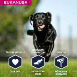 Eukanuba Breed Specific Labrador Retriever -EUKANUBA Winkel lm 897647966b7343c29048673252e490f7361641825834