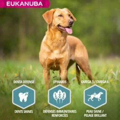 Eukanuba Dog Adult Small & Medium, Zalm & Gerst -EUKANUBA Winkel lm 991692f93be8c7a41525c0baf2076aecfb41608306031